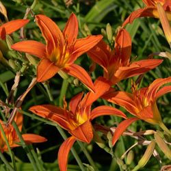 easydaylillies3