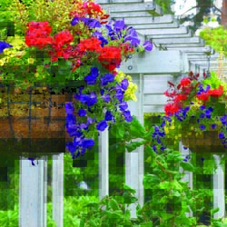 Hanging flower baskets