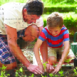 Father And Son Planting Seedling In Ground On Allotment