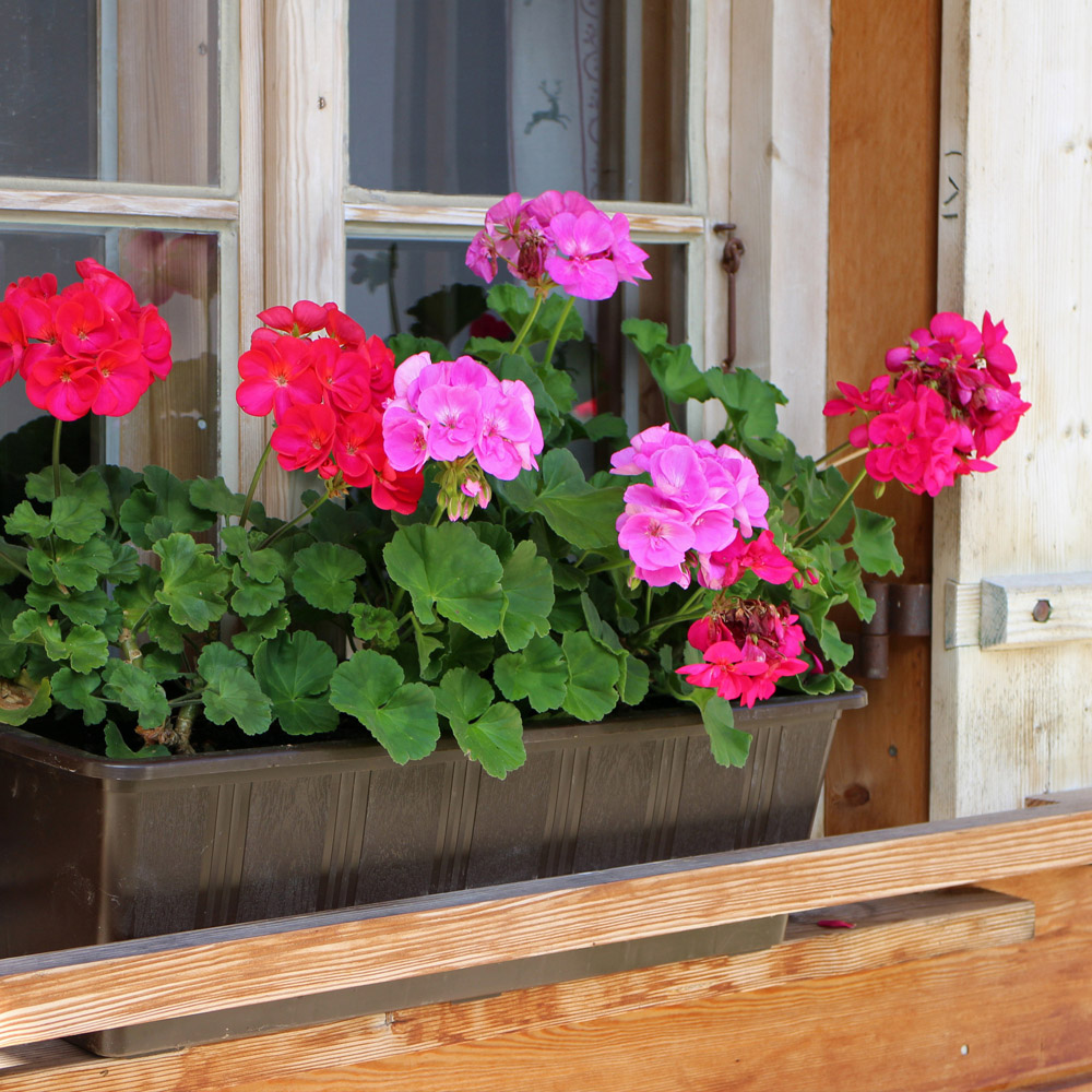 How to Care for Your Windowboxes