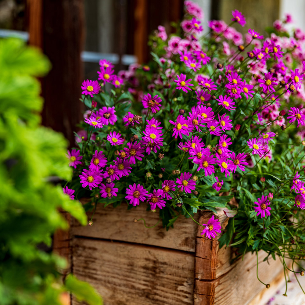 How to Care for Your Windowboxes