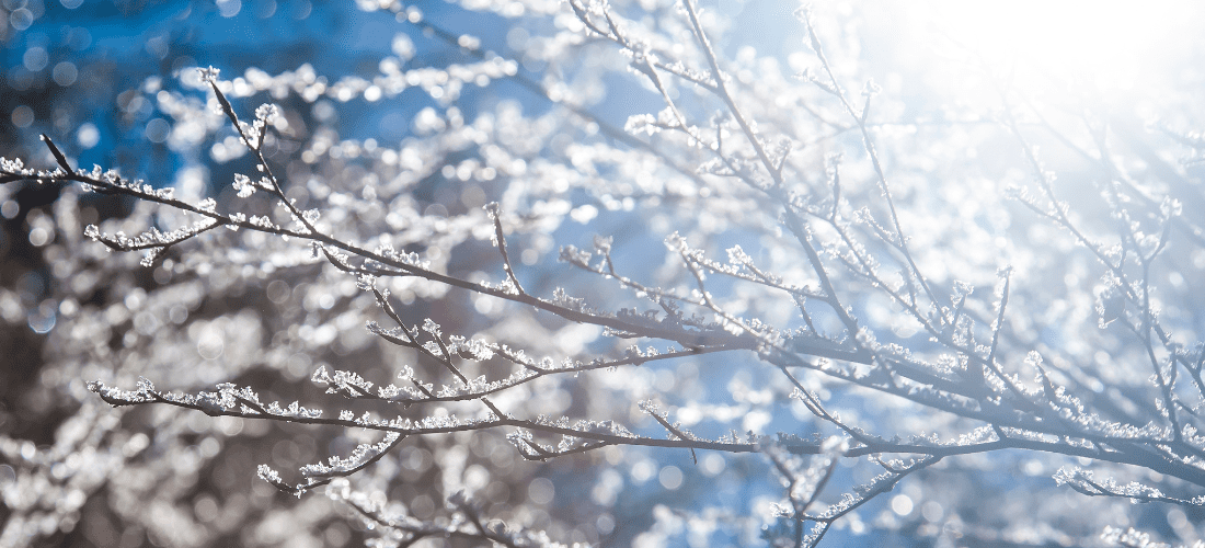 Dill's Greenhouse | Only Nature Does it Better