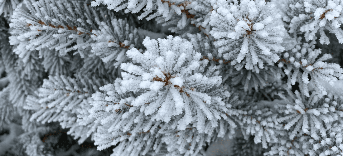 Dill's Greenhouse | Only Nature Does it Better