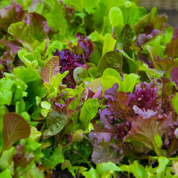 Beyond Lettuce