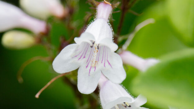 early blooming native perennials