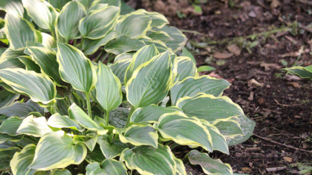 early spring garden checklist