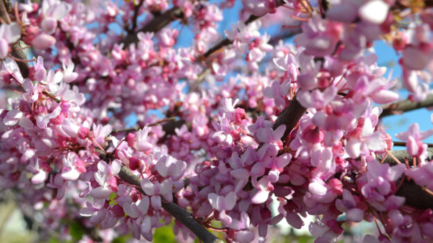 early spring natives