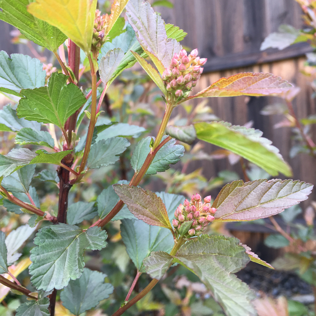 woodland edge garden ideas