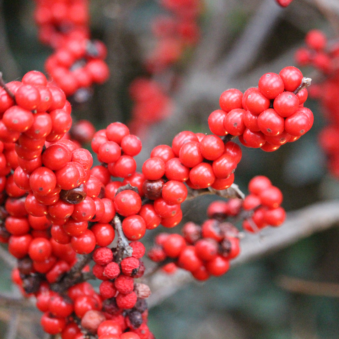 woodland edge garden ideas